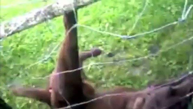 A Dog Trapped In A Fence Is Freed By An Officer. What This Dog Does At The End Is A Huge Surprise.