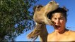 Camel Gone Crazy Eats Human Head | Animal Eating Human Head Dangerous Video