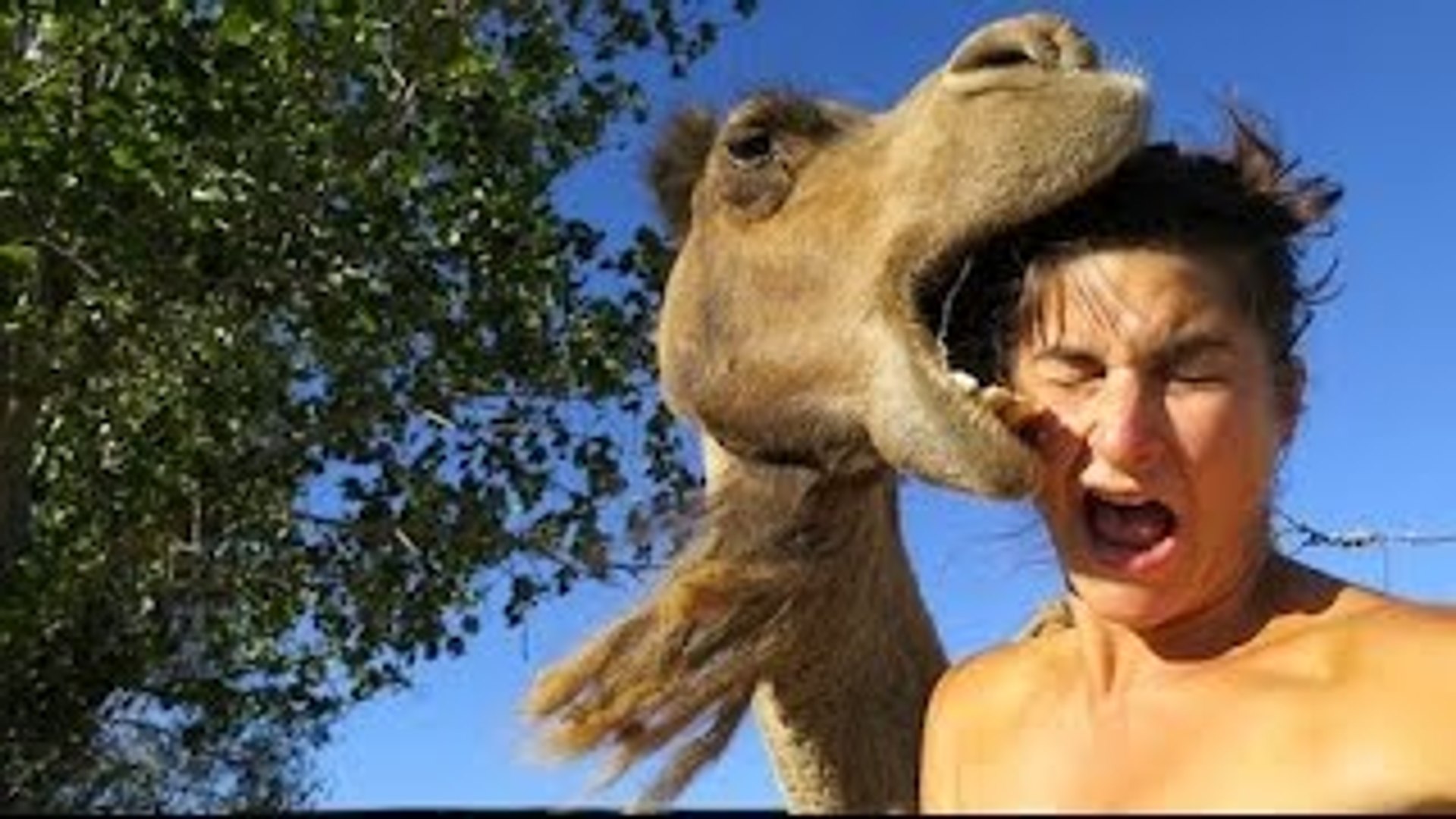 Camel Gone Crazy Eats Human Head | Animal Eating Human Head Dangerous Video  - video Dailymotion
