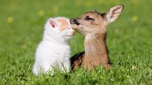 L'amitié improbable entre un bébé daim et un chat !