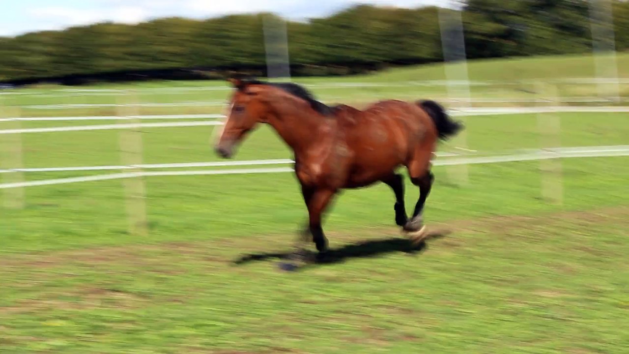 15-09-19 - Paddock 2