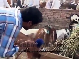 panjabi toty Animals Funny Punjabi Totay 2015