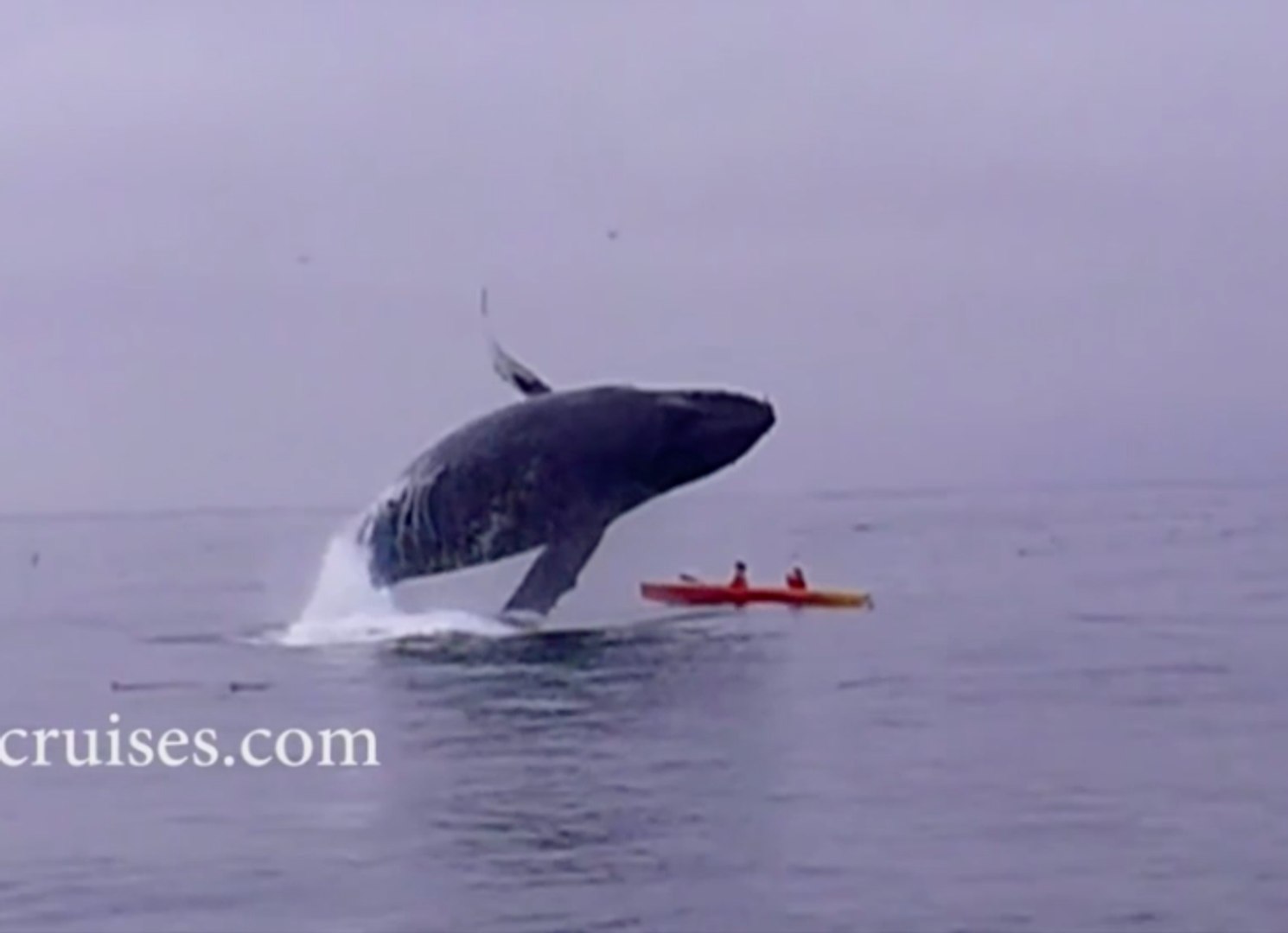 ⁣Whales VS Kayak