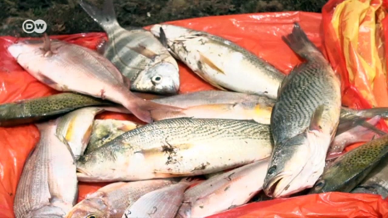 Fish App - Young African Mathematicians Help Senegal's Fishermen | Tomorrow Today
