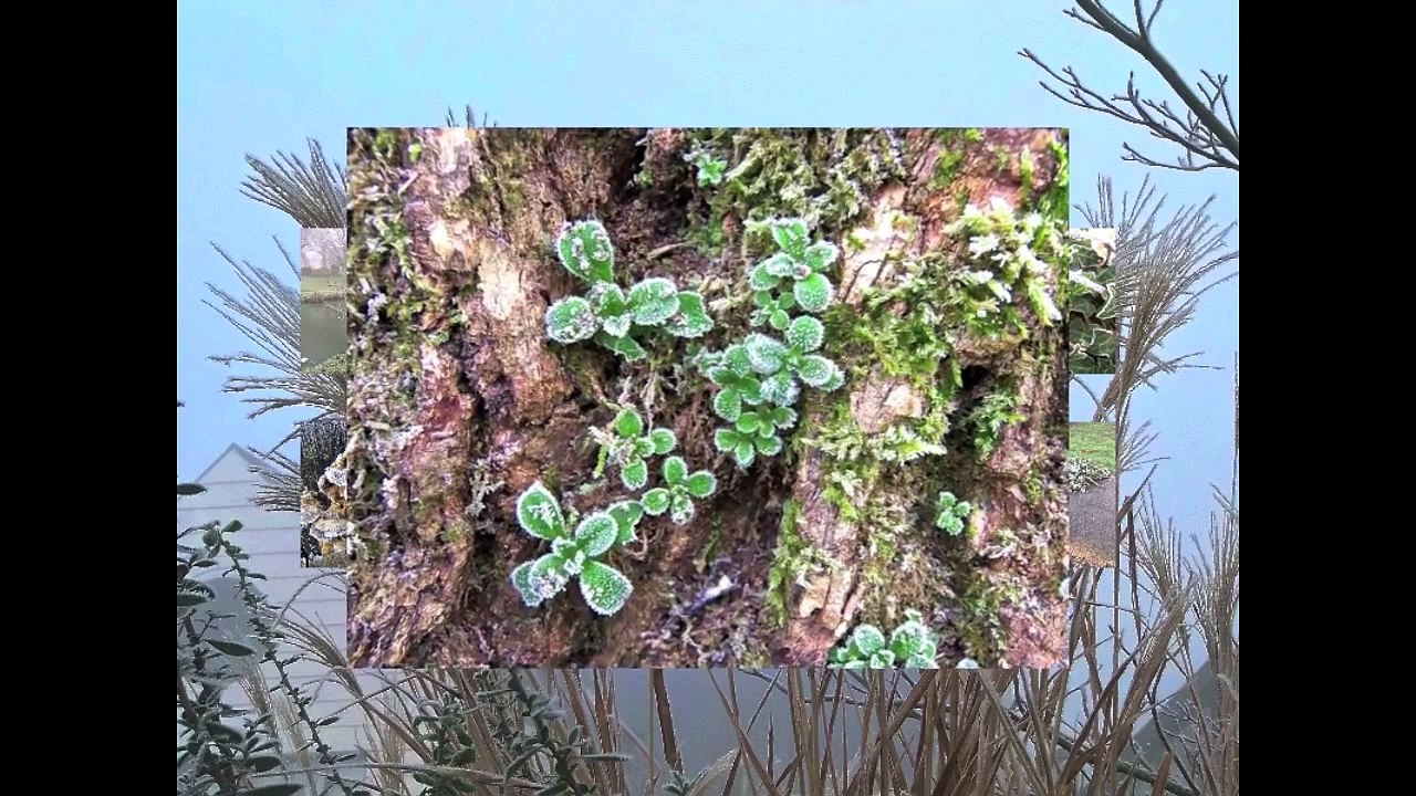 le Mystére de l'hiver 02