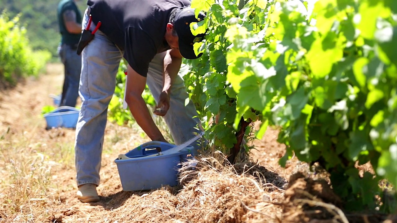 Worldwide Vineyards, Le Greffage de la Vigne - Rendre Vie aux Vignes - Film institutionnel
