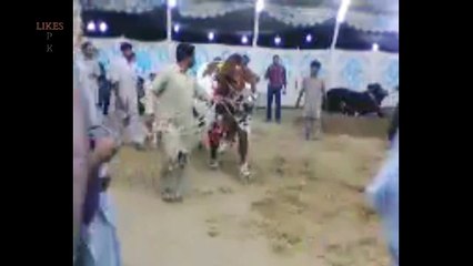 Biggest TWIN bulls for bakra eid