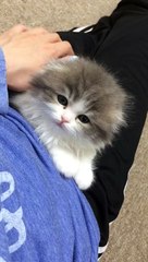 Adorable chaton émet un petit cri pour exprimer ce qu'il ressent