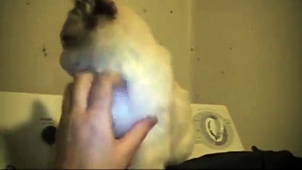 Un chaton demande plus d'amour de la façon la plus adorable qu'il soit !