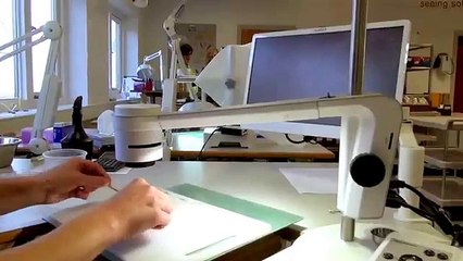 Germination process - TAGARNO digital microscope