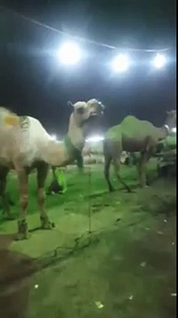 Camel Mandi Karachi 2015