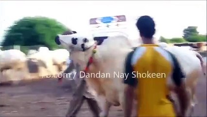 Dangerous Bachra Gulf Cattle Farm 2015