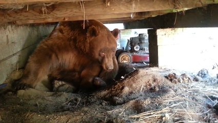 Duel de regards avec un ours caché sous une maison abandonnée