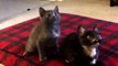 Kucing Nyanyi - Turn Down Untuk Apa Video (lucu, kucing lucu/anak kucing menari) (ASLI)