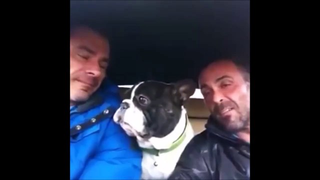 Un chien chante avec ses maitres.. Trop mignon