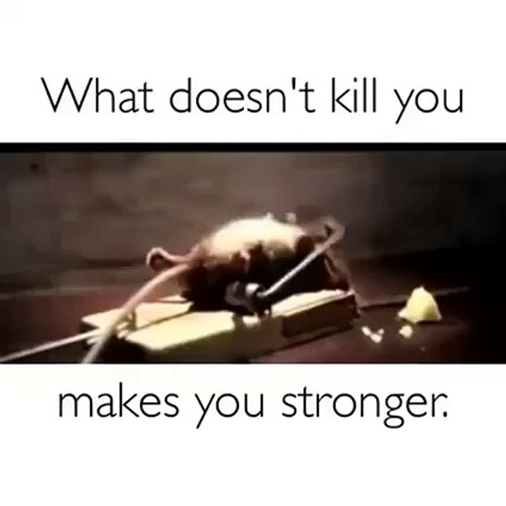 Funny Rat