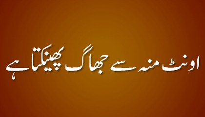 Ount Moun Se Jhag Phenkta Hai - Madani Guldasta 561 - Maulana Ilyas Qadri