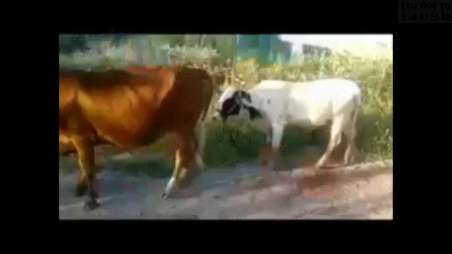 funny cow and bull mating