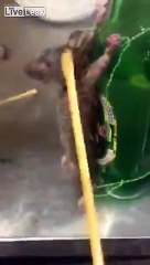 LiveLeak.com - Chinese guy puts 2 rats on trial....