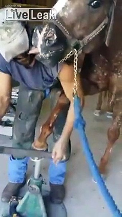 LiveLeak.com - Jack the loving Horse
