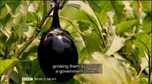 BBC 遺伝子組み換え（GM）作物の安全性について - 肯定的なリポート (BBC one Panorama 2015/6/11 より)