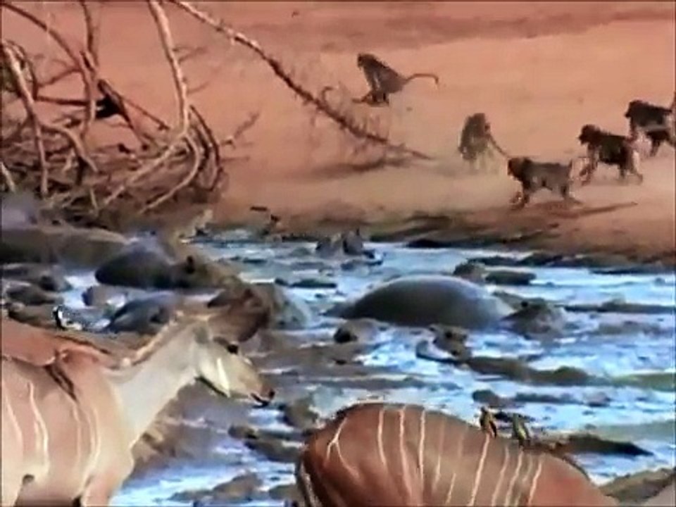 Last Feast of The Crocodiles (Part 3 of 4)