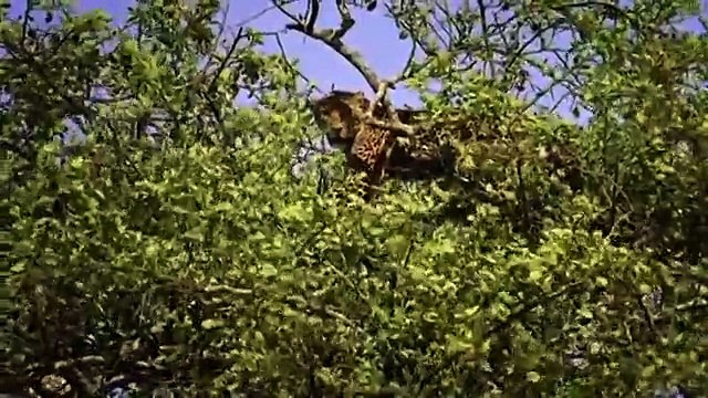 Lions Eating Baboons - Documentary on Africa's Monkey Eating Lions