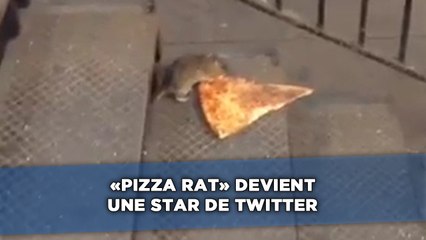 «Pizza Rat» devient sur star sur Twitter