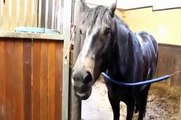 Drôle De Cheval Vidéos Compilation 2015 - Vidéo Animaux