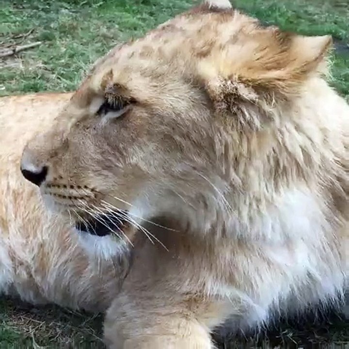 948015550041975776_223049889.mp4