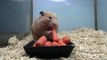 Cute Hamster Eating Carrots