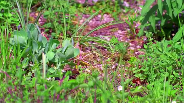 Merveilleux jardin (1 2) Le réveil du printemps.