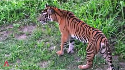 Sumatra's Last Tigers