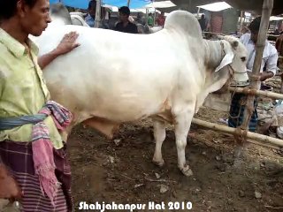 Qurbani Eid In Bangladesh 2010