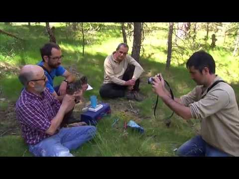 TV3 - Tocats de l'ala - Els homes que busquen mussolets