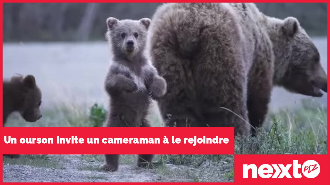 Un ourson invite un cameraman à le rejoindre