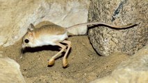 Absurd Creatures | This Tiny Adorable Critter Is Half Kangaroo, Half Velociraptor