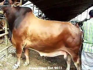 Qurbani Eid In Bangladesh 2011