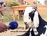 Eid Special - Punajbi Interview With Billy Goat (Bakra)