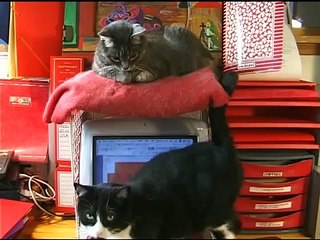 HOMMAGE à ZGOUGOU // Agnès Varda