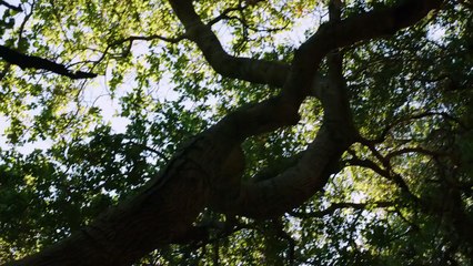 Raven's Touch 🎬: A Haunting Tale of Guilt and Isolation