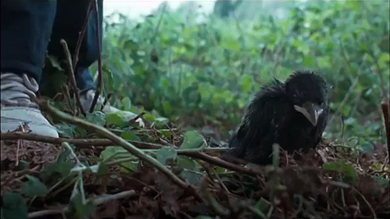 Trailer KAUWBOY