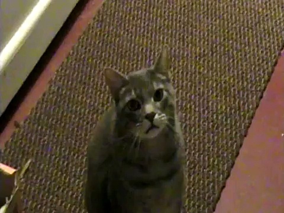 Hey Cat Hey