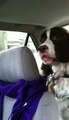 Springer Spaniel Sees a Squirrel Goes Nuts!