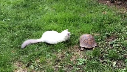 MARCELINE la tortue ET LOTUS, chaton ragdoll