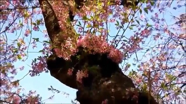 Nusret Yılmaz Sensizlik Haram Bana