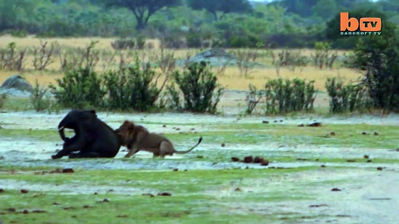 Lion Attacks Elephant Brutal Kill Caught On Camera - Video Dailymotion