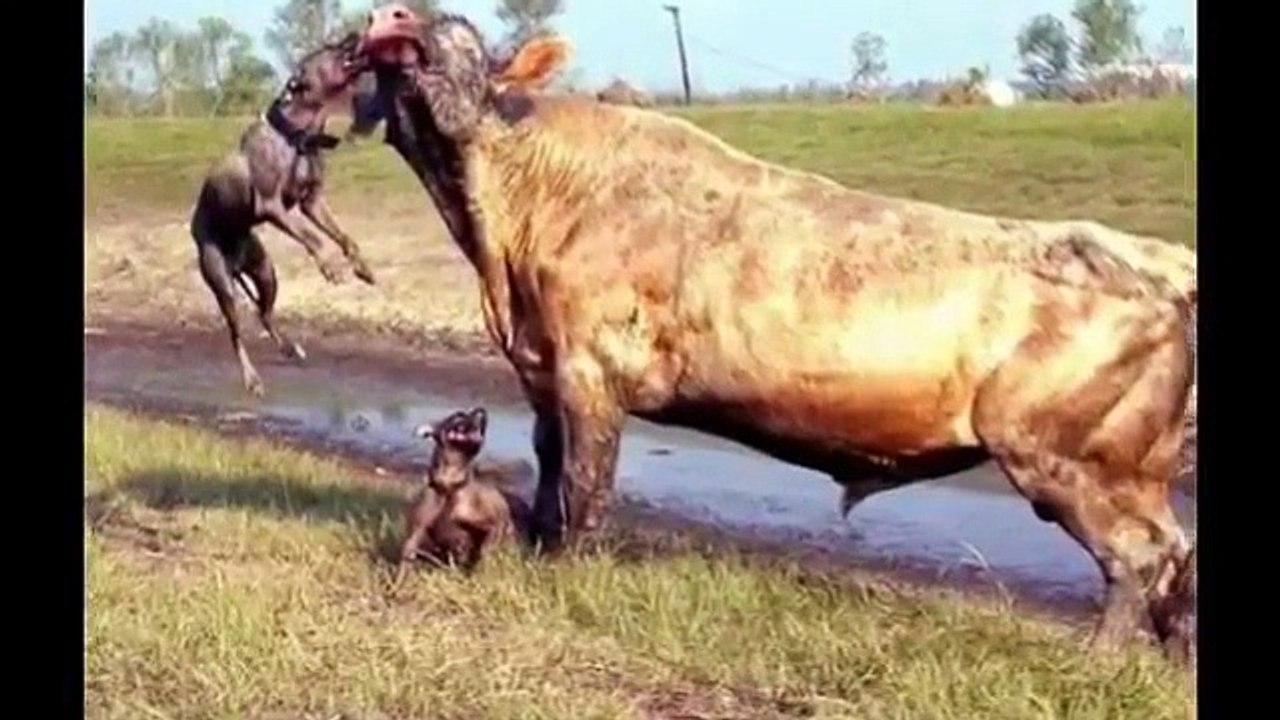 Bull Vs two Pitbull Dog , So Sad +12 ✔