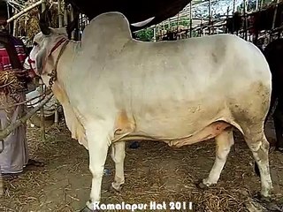 Qurbani Eid In Bangladesh 2011