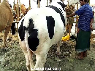Qurbani Eid In Bangladesh 2011